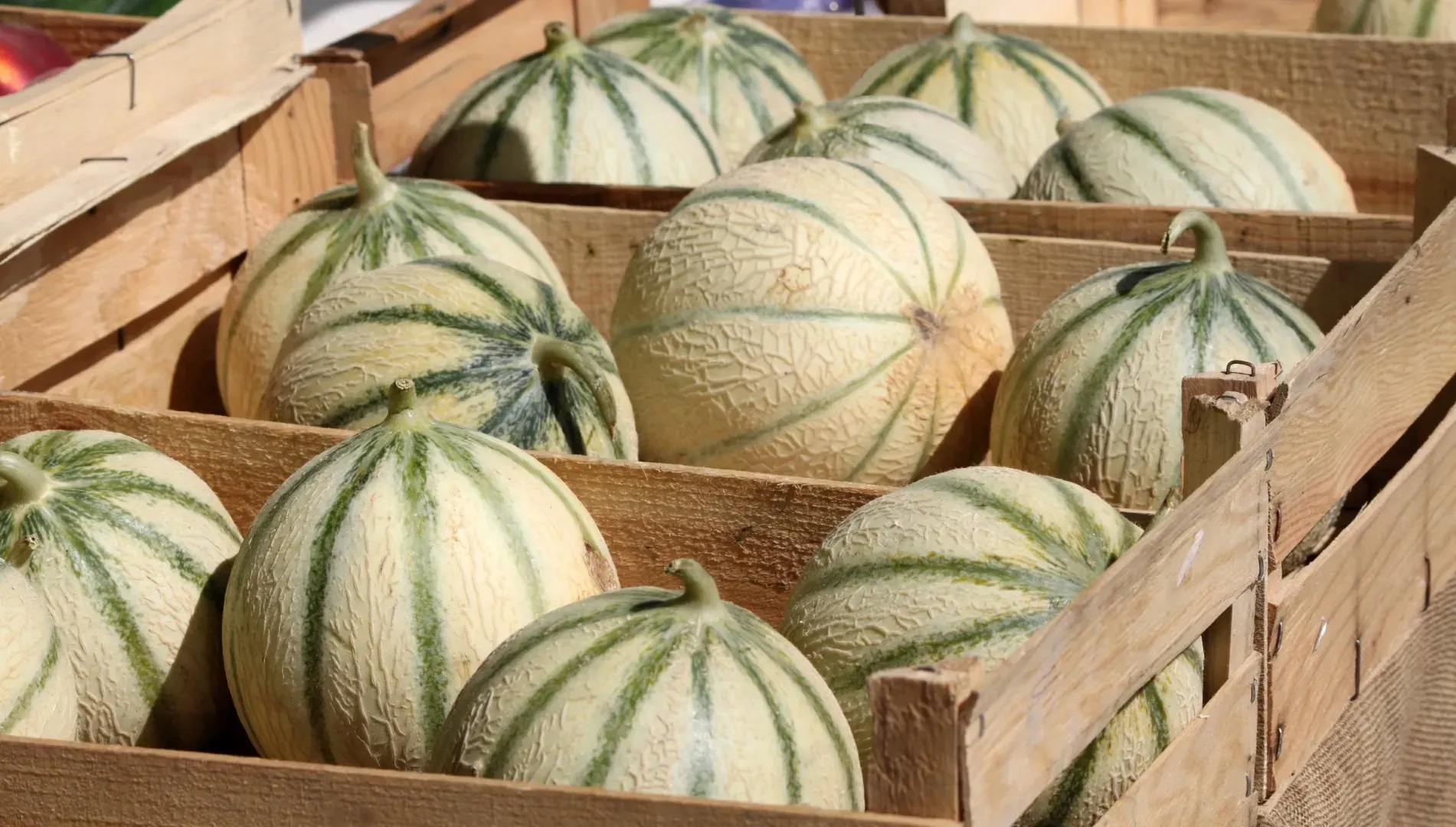 Les fruits et légumes de septembre