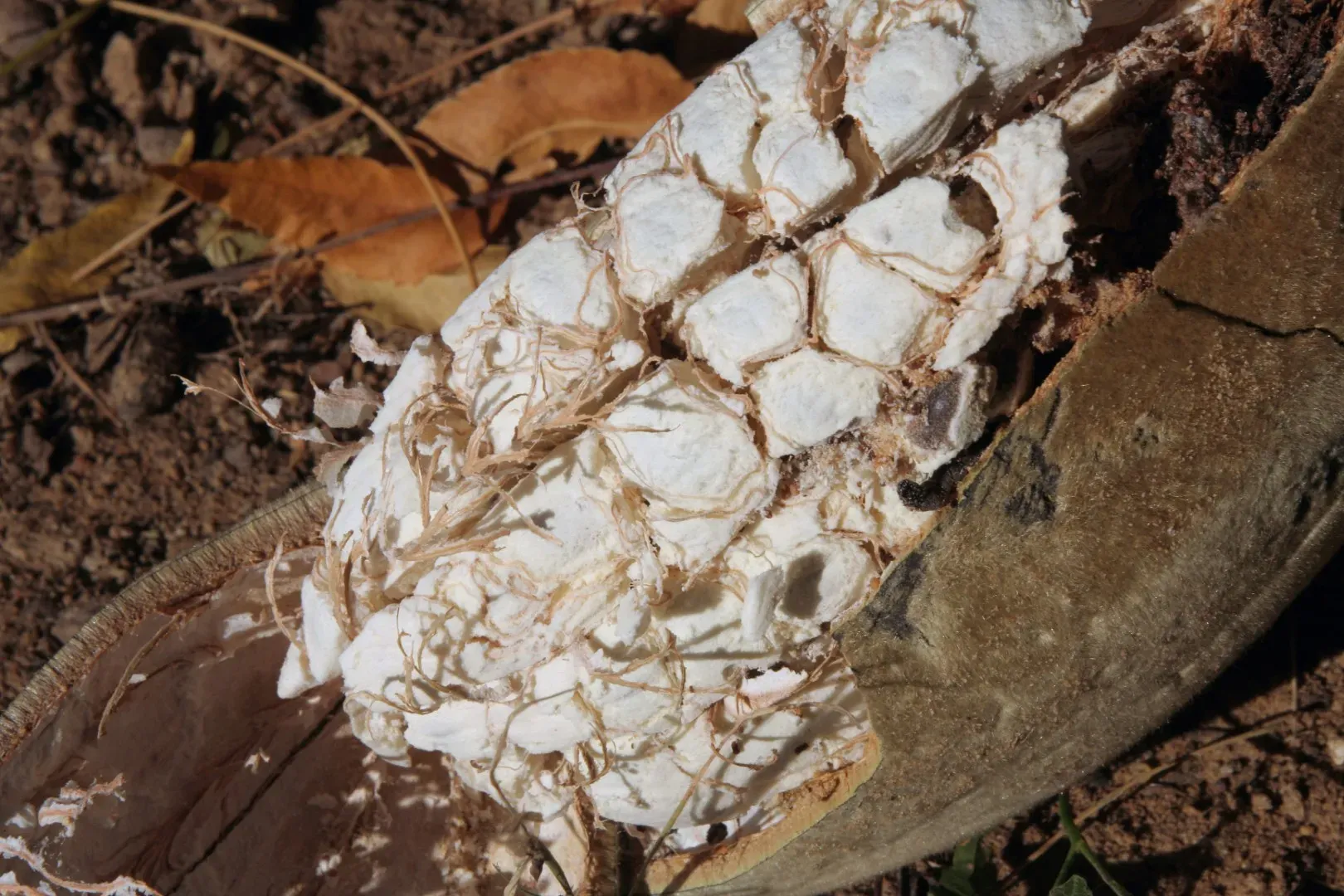 Ce fruit contient plus de fibres qu'un kiwi et plus de calcium que le lait : ne vous en privez plus !