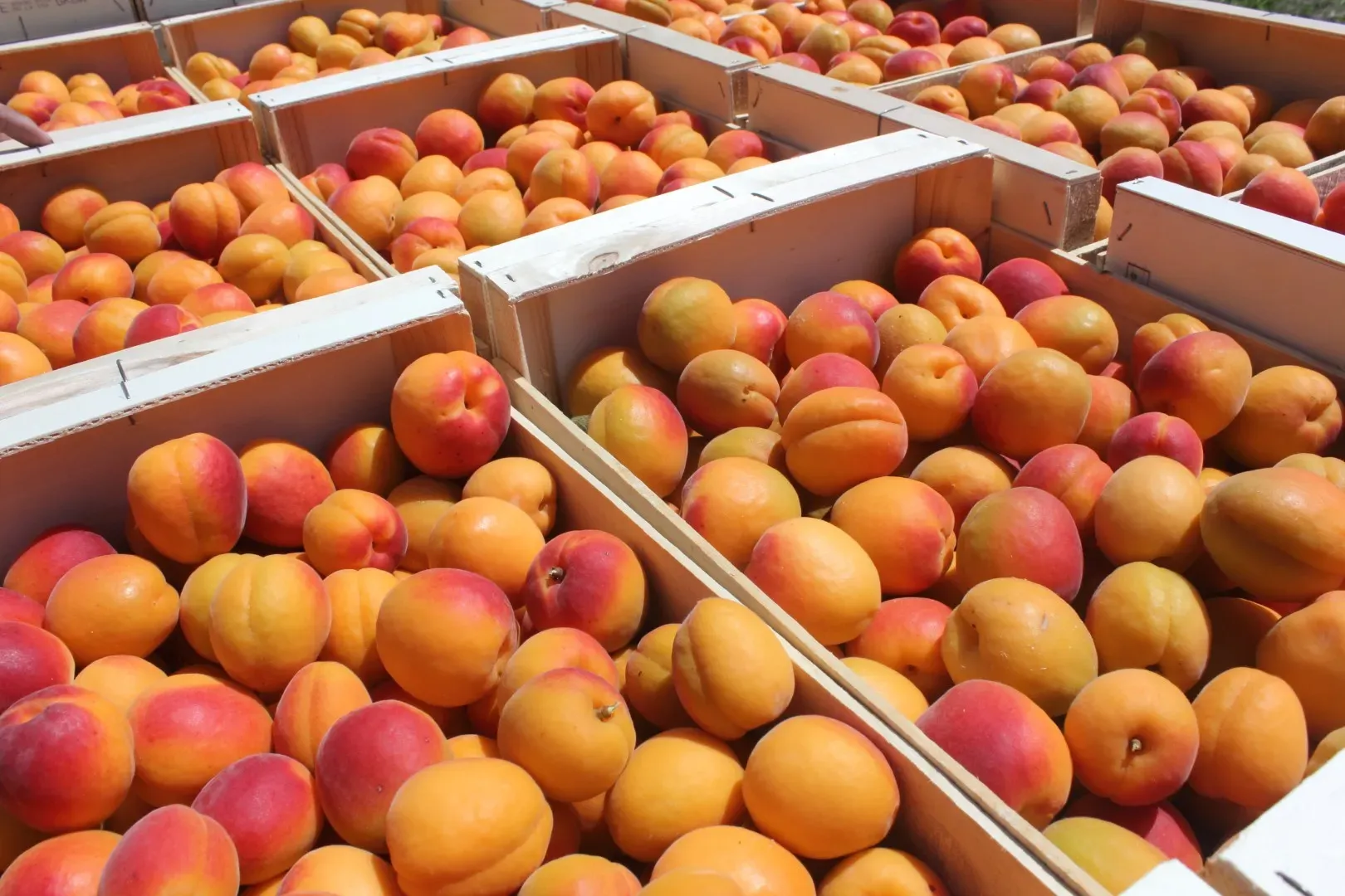 abricots-fl-provider-marseille